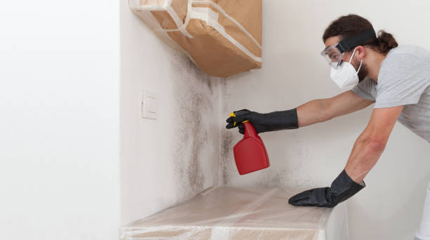 Professional Attic Mold Remediation technician working in North Port, FL